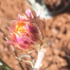 Leucochrysum albicans subsp. tricolor at Griffith, ACT - 30 Aug 2019