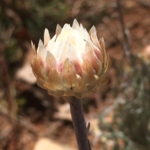 Leucochrysum albicans subsp. tricolor at Griffith, ACT - 30 Aug 2019