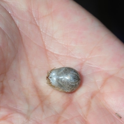 Haemaphysalis longicornis (Scrub Tick, Bush Tick, New Zealand Cattle Tick) at Bega, NSW - 17 Aug 2019 by Harrisi