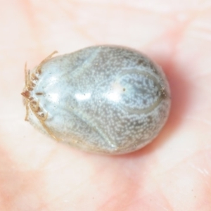Haemaphysalis longicornis at Bega, NSW - 17 Aug 2019 10:00 AM