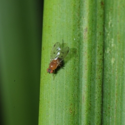 Lauxaniidae (family) (Unidentified lauxaniid fly) at Bega, NSW - 17 Aug 2019 by Harrisi