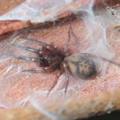 Clubionidae (family) (Sac Spider) at Bega, NSW - 17 Aug 2019 by Harrisi