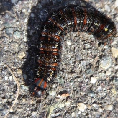 Apina callisto (Pasture Day Moth) at Dunlop, ACT - 18 Aug 2019 by Christine