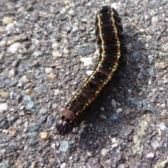 Apina callisto at Dunlop, ACT - 18 Aug 2019 01:36 PM