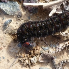 Apina callisto at Dunlop, ACT - 18 Aug 2019 01:36 PM