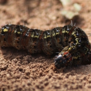 Apina callisto at Hughes, ACT - 19 Aug 2019 05:06 PM