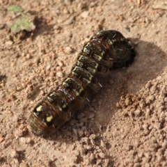 Apina callisto at Hughes, ACT - 19 Aug 2019 05:06 PM