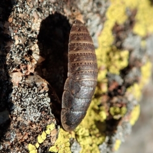 Calolampra sp. (genus) at Dunlop, ACT - 14 Aug 2019