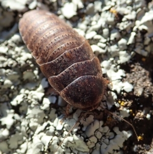 Calolampra sp. (genus) at Dunlop, ACT - 14 Aug 2019