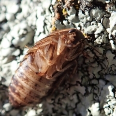 Calolampra sp. (genus) at Dunlop, ACT - 14 Aug 2019