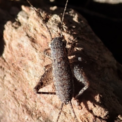 Eurepa marginipennis (Mottled bush cricket) at Dunlop, ACT - 17 Aug 2019 by CathB