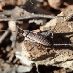 Eurepa marginipennis at Dunlop, ACT - 17 Aug 2019