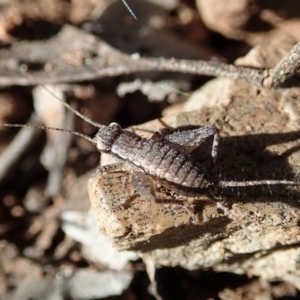 Eurepa marginipennis at Dunlop, ACT - 17 Aug 2019