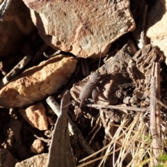 Eurepa marginipennis at Dunlop, ACT - 17 Aug 2019