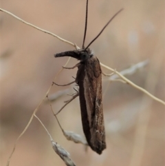 Ptochostola microphaeellus (A Crambid moth) at Cook, ACT - 18 Aug 2019 by CathB