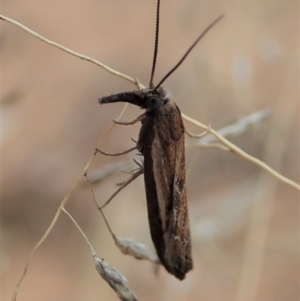 Ptochostola microphaeellus at Cook, ACT - 18 Aug 2019 10:18 AM