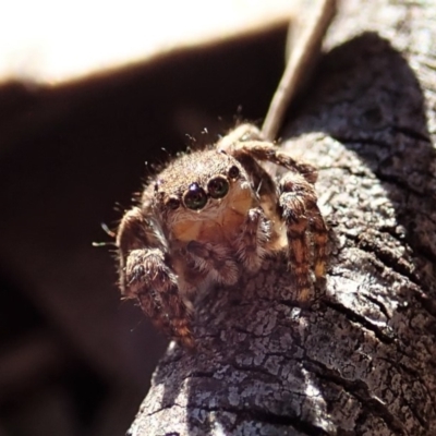 Salticidae (family) (Unidentified Jumping spider) at Aranda Bushland - 17 Aug 2019 by CathB