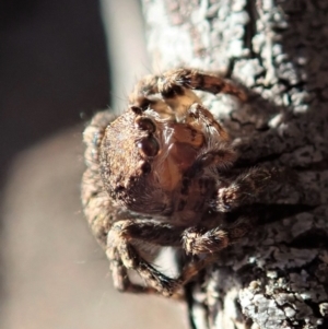 Salticidae (family) at Aranda Bushland - 17 Aug 2019