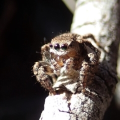 Salticidae (family) at Aranda Bushland - 17 Aug 2019