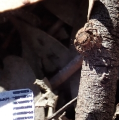 Salticidae (family) at Aranda Bushland - 17 Aug 2019 02:59 PM