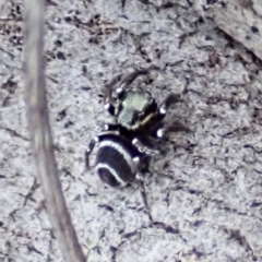 Omoedus marginatus (Tiny Ant-eating Jumper) at Cook, ACT - 18 Aug 2019 by CathB