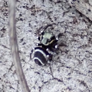 Zenodorus marginatus at Cook, ACT - 18 Aug 2019