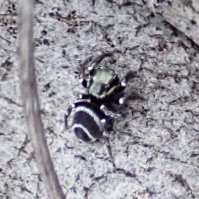 Zenodorus marginatus (Tiny Ant-eating Jumper) at Cook, ACT - 18 Aug 2019 by CathB