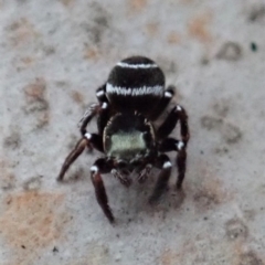 Zenodorus marginatus at Cook, ACT - 18 Aug 2019 03:02 PM