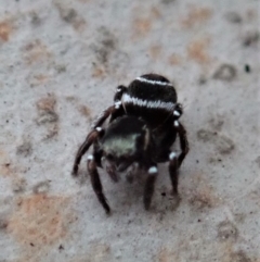 Omoedus marginatus at Cook, ACT - 18 Aug 2019