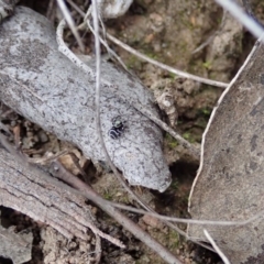 Zenodorus marginatus at Cook, ACT - 18 Aug 2019