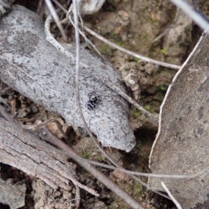 Zenodorus marginatus at Cook, ACT - 18 Aug 2019 03:02 PM