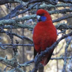 Platycercus elegans (Crimson Rosella) at Flynn, ACT - 18 Aug 2019 by Christine