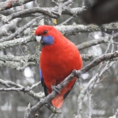 Platycercus elegans at Flynn, ACT - 18 Aug 2019