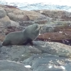 Unidentified Sea Mammal at Bawley Point, NSW - 19 Aug 2019 by GLemann