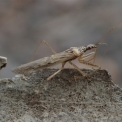 Nabis sp. (genus) (Damsel bug) at Aranda Bushland - 16 Aug 2019 by CathB