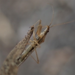 Nabis sp. (genus) at Dunlop, ACT - 16 Aug 2019