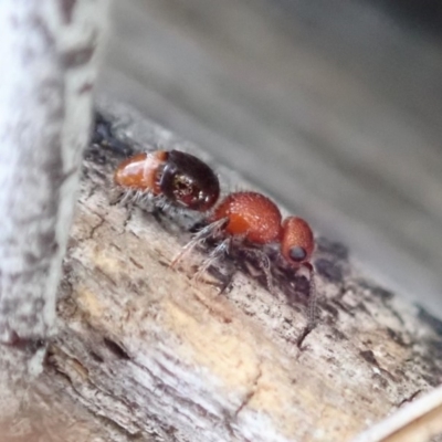 Mutillidae (family) (Unidentified Mutillid wasp or velvet ant) at Mount Painter - 16 Aug 2019 by CathB