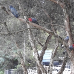 Callocephalon fimbriatum (Gang-gang Cockatoo) at Acton, ACT - 16 Aug 2019 by HelenCross