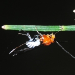 Braconidae (family) (Unidentified braconid wasp) at Bega, NSW - 16 Aug 2019 by Harrisi