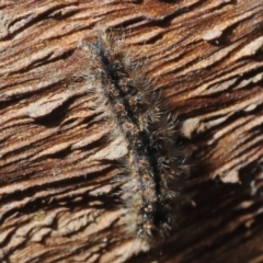 Lepidoptera unclassified IMMATURE (caterpillar or pupa or cocoon) at Bega, NSW - 16 Aug 2019 by Harrisi