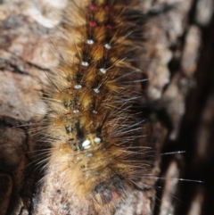 Anthela (genus) adult (Australian Hairy Bears) at Tarraganda, NSW - 16 Aug 2019 by Harrisi