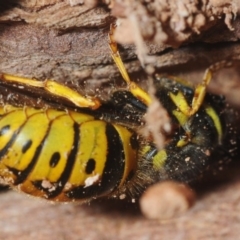 Vespula germanica (European Wasp, German Yellowjacket Wasp) at Bega, NSW - 16 Aug 2019 by Harrisi