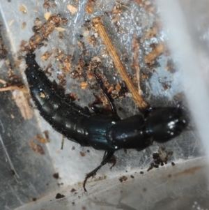 Thyreocephalus sp. (genus) at Bega, NSW - 16 Aug 2019 02:20 PM