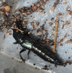Thyreocephalus sp. (genus) at Bega, NSW - 16 Aug 2019 02:20 PM