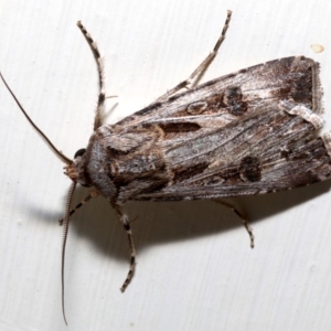 Agrotis munda at Ainslie, ACT - 18 Aug 2019 11:15 PM