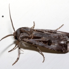 Agrotis munda at Ainslie, ACT - 18 Aug 2019 11:15 PM