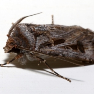 Agrotis munda at Ainslie, ACT - 18 Aug 2019 11:15 PM