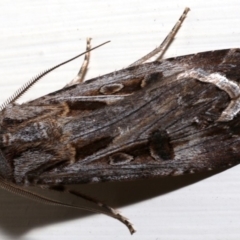 Agrotis munda at Ainslie, ACT - 18 Aug 2019 11:15 PM