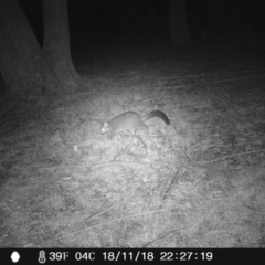 Trichosurus vulpecula (Common Brushtail Possum) at Wingecarribee Local Government Area - 18 Nov 2018 by Margot