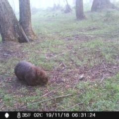Vombatus ursinus (Common wombat, Bare-nosed Wombat) at Wingecarribee Local Government Area - 18 Nov 2018 by Margot